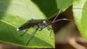 Vulgichneumon brevicinctor.jpg